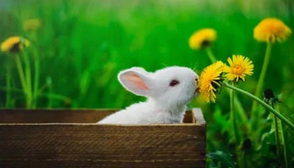 开云体育：大小球的智慧之选，点亮你的投注之路